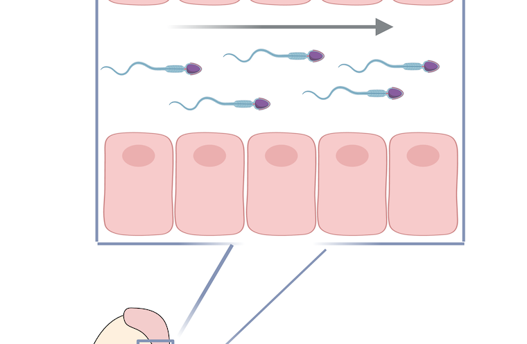 New biology study reveals four novel genes required for male fertility in mice