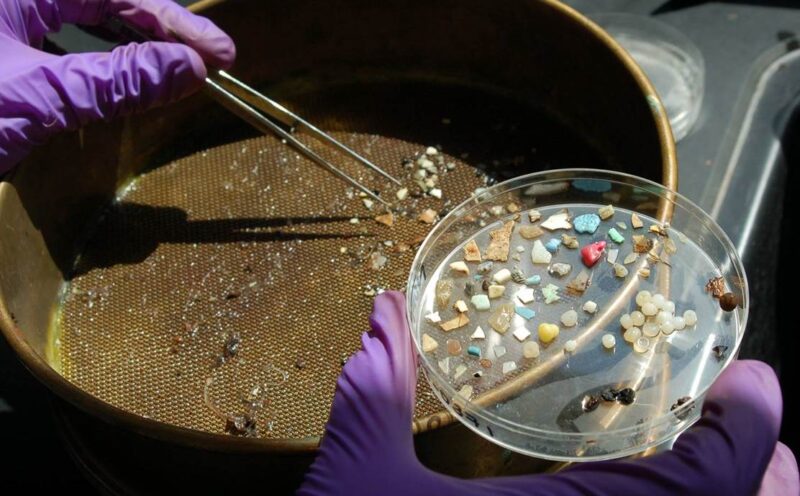 Ubiquitous plastics may trigger hormone disruption in seabirds, new study finds